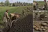 Historical food reconstruction