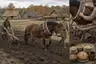 Historical food reconstruction