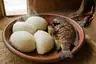 Historical food reconstruction