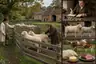 Historical food reconstruction