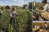 Historical food reconstruction