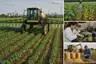 Historical food reconstruction