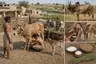Historical food reconstruction