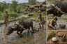 Historical food reconstruction
