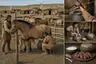 Historical food reconstruction
