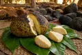 Earth-oven breadfruit