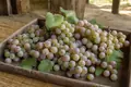 Koshu