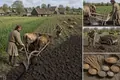 The Three-Field Rotation Spreads in Europe