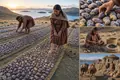 Chuño: The Inca Freeze-Dried Potato Network