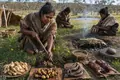 Murnong Management in Southeastern Australia