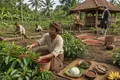 Coffee Cultivation Reaches Java