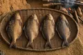 Bonga shad dried fish