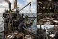 Steam Trawlers Industrialize Marine Fishing