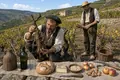 Phylloxera Devastates European Vineyards
