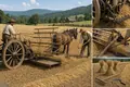 The Mechanical Reaper Accelerates the Grain Harvest