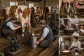 Mechanical Milking Moves Dairy toward Industrial Scale