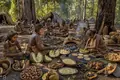 Aboriginal Bunya Nut Gathering Feast, Queensland