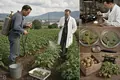 DDT Enters Agricultural Pest Control