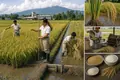 IR8 Miracle Rice Is Released