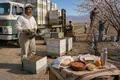 Migratory Pollination Becomes an Agricultural Industry