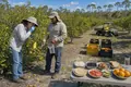 Citrus Greening Reshapes Florida Orange Production