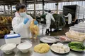 Avian Influenza Drives Mass Poultry Culling
