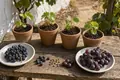 Pinotage