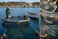 Industrial Salmon Farming Begins in Norway