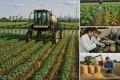 Herbicide-Tolerant Crops Scale Up