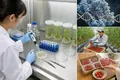 A CRISPR-Edited Tomato Goes on Sale