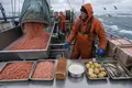 Krill Harvesting Expands in Antarctic Waters