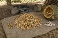 Roasted pumpkin seeds