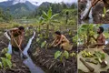 Kuk Swamp Gardeners