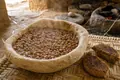 Cultivated lentils