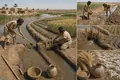 Mesopotamian Canal Irrigation Expands Cereal Farming