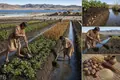 Raised-Field Farming around Lake Titicaca