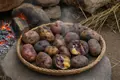 Potato as a staple
