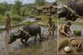 Water Buffalo Join Asian Wet-Rice Farming