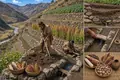 Andean Terraces Reshape Mountain Agriculture