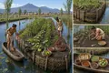 Mesoamerican Chinampa Agriculture