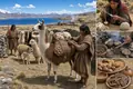 Llamas and Alpacas Support Andean Food Systems