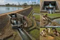 Sri Lankan Tank Irrigation Networks